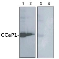 AtCCaP1 | vacuolar calcium-binding protein-related in the group Antibodies Plant/Algal  / Membrane Transport System / Vacuolar membrane at Agrisera AB (Antibodies for research) (AS09 483)
